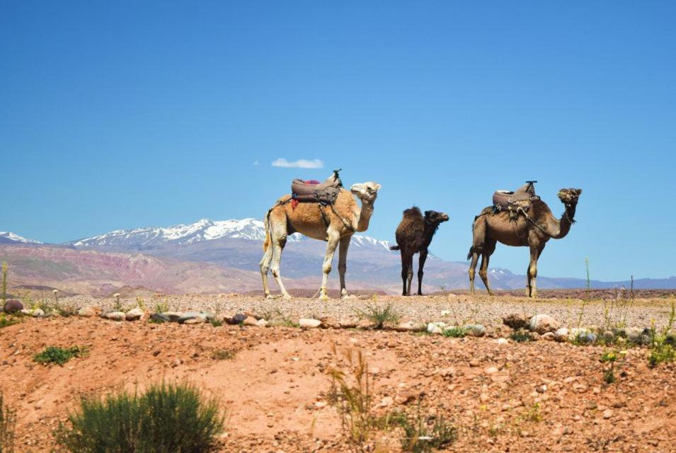 امليل Amazigh Family Riad المظهر الخارجي الصورة